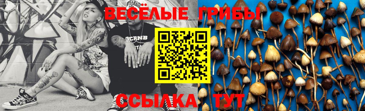 Псилоцибиновые грибы Psilocybine cubensis Чехов